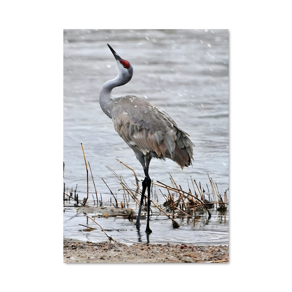 Poster Le Héron Silencieux