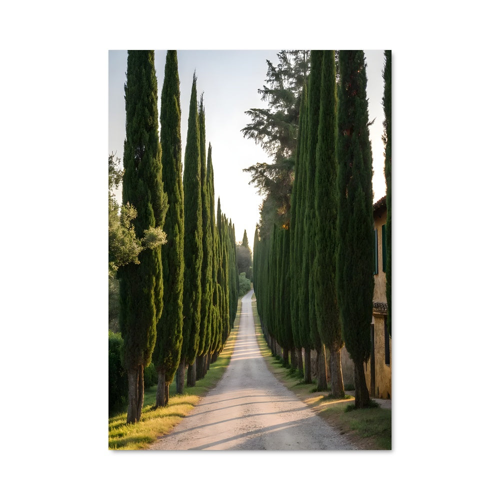 Poster Allée de Cyprès