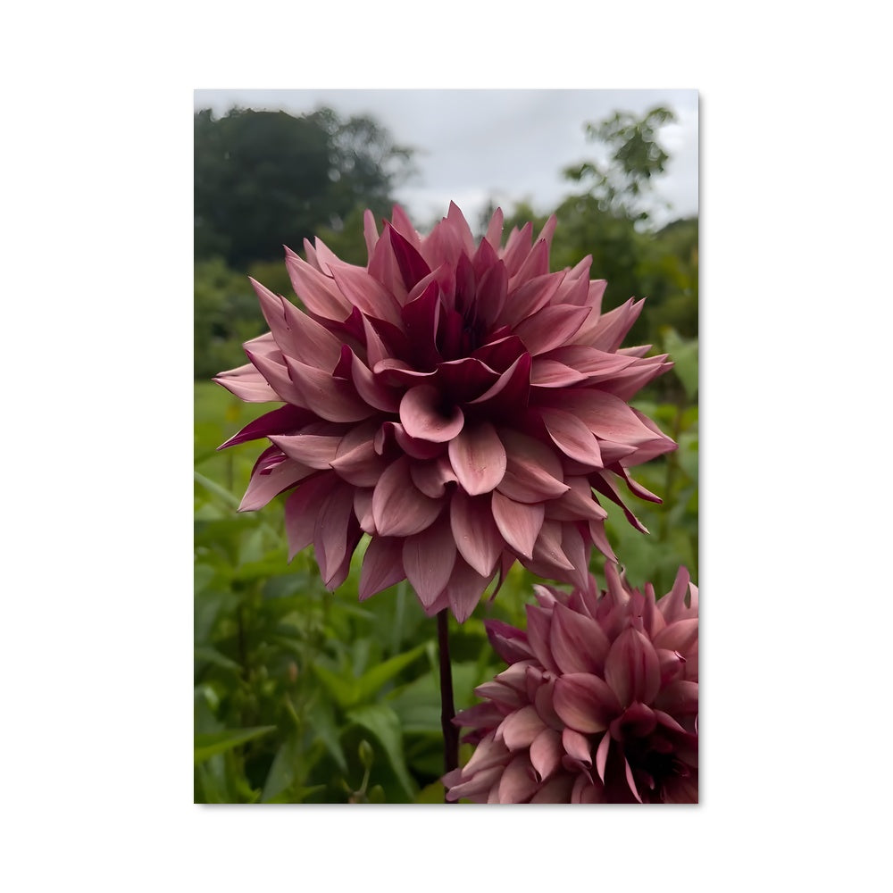 Poster Jardin de Dahlias