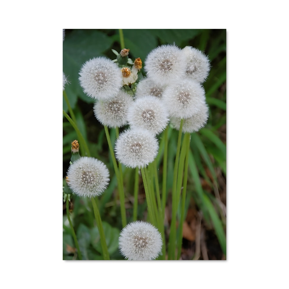 Poster Fleur de Pissenlit