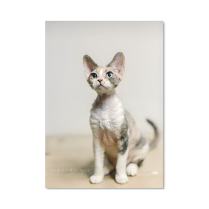 Poster Petit Rex