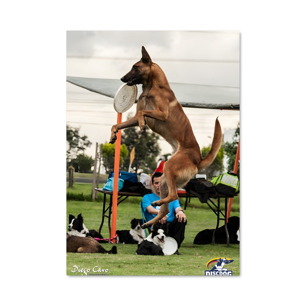 Poster Disc Dog Extravaganza