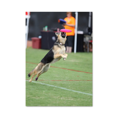Poster Disc Dog Superstar