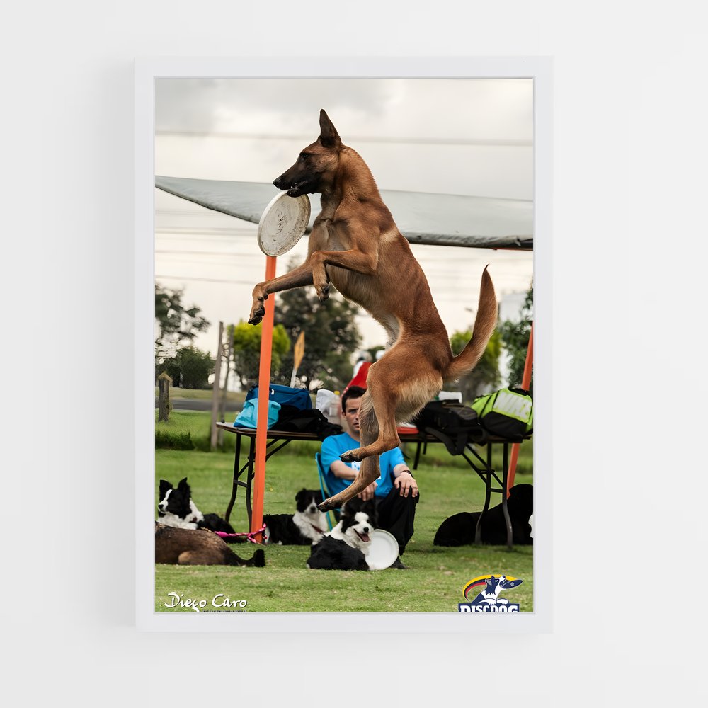 ap-disc dog world championships-1 cadre Blanc