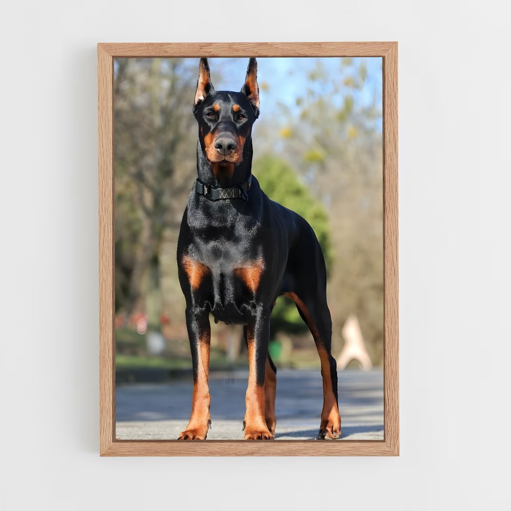 ap-doberman pinscher-2 cadre Bois clair
