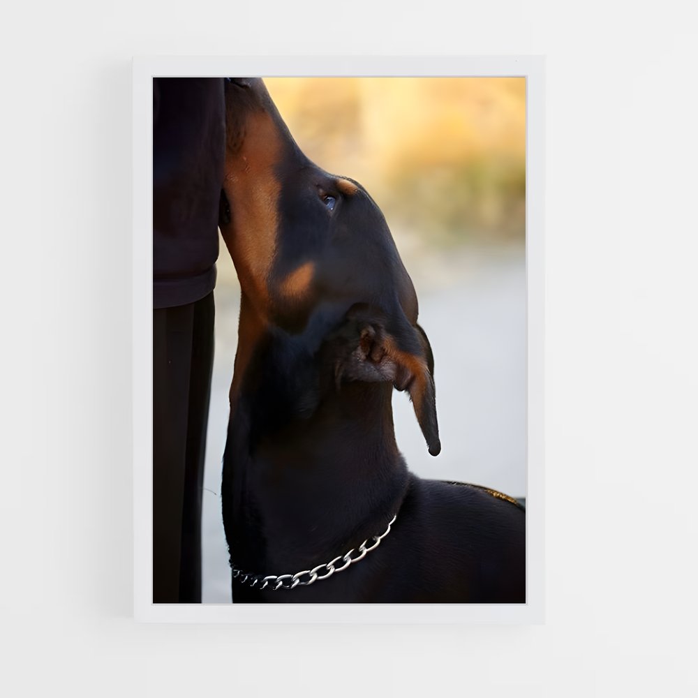 ap-doberman pinscher-4 cadre Blanc