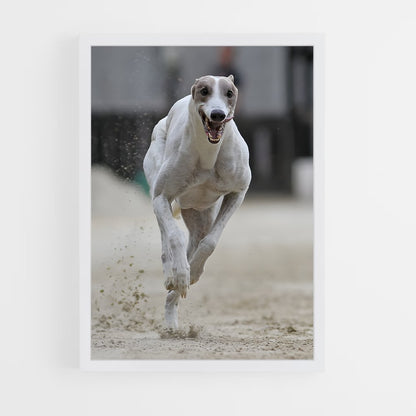 ap-dog racing-1 cadre Blanc