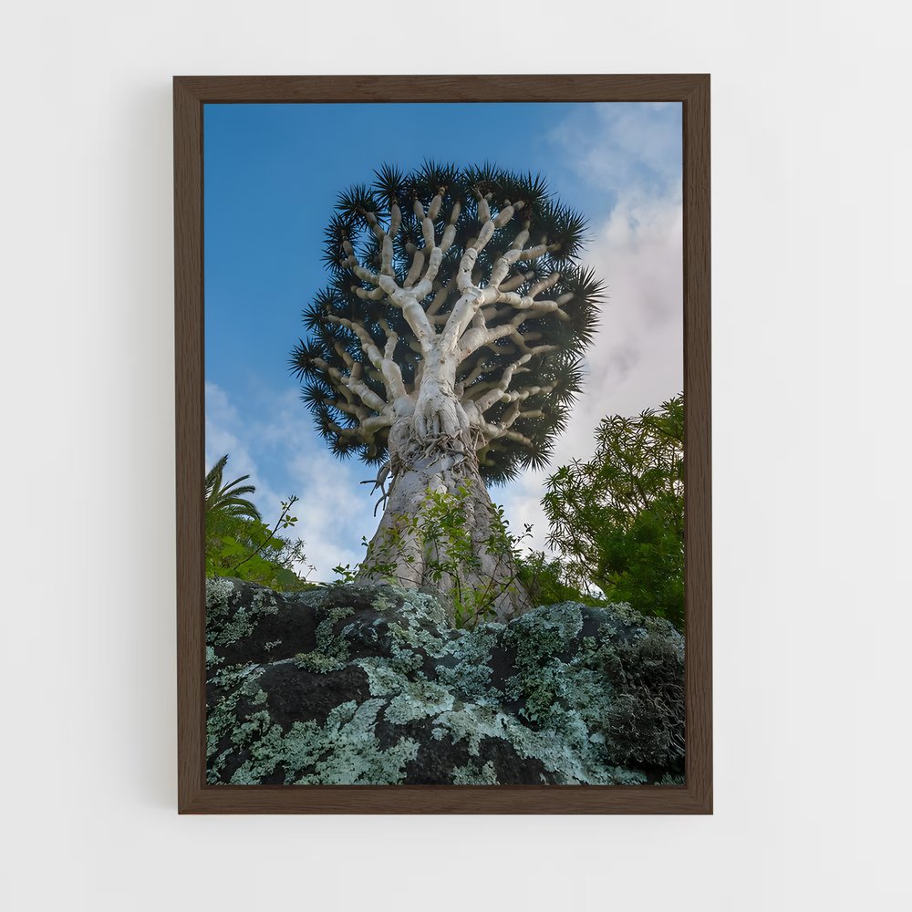 ap-dragon tree-2 cadre Bois foncé