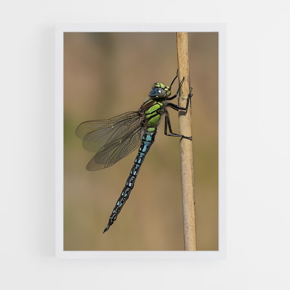 ap-dragonfly-4 cadre Blanc