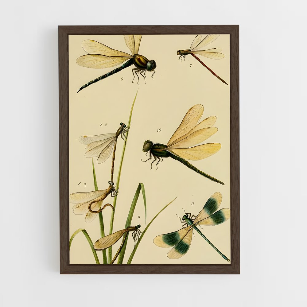 ap-dragonfly-5 cadre Bois foncé