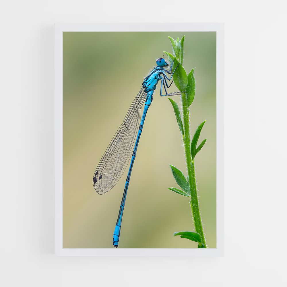 ap-dragonfly-7 cadre Blanc