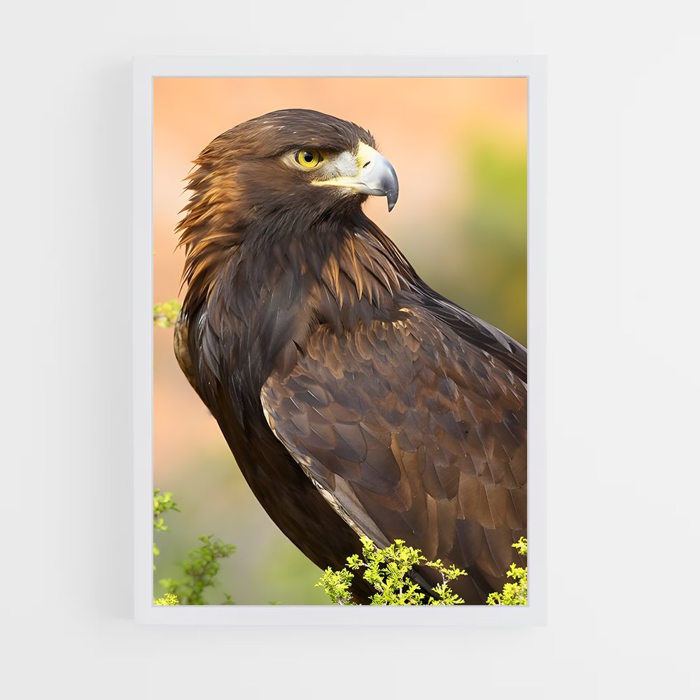 ap-eagle-7 cadre Blanc