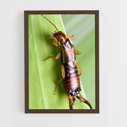 ap-earwig-1 cadre Bois foncé