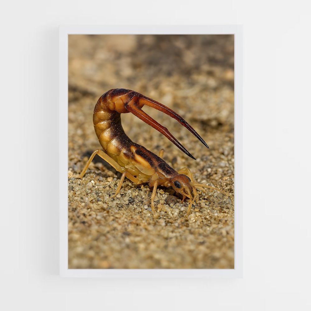 ap-earwig-2 cadre Blanc