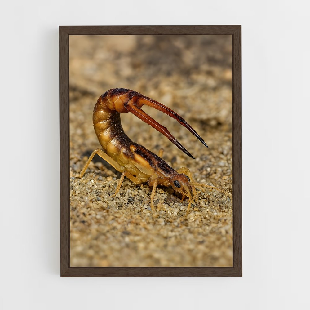 ap-earwig-2 cadre Bois foncé