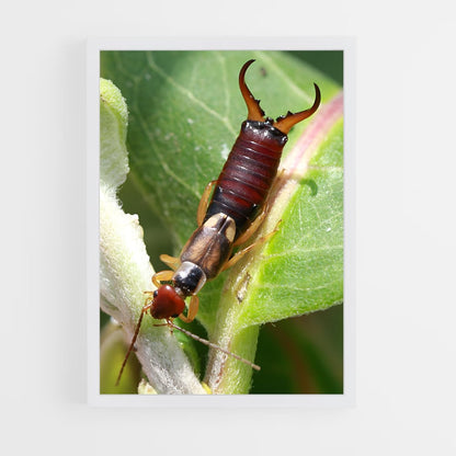 ap-earwig-3 cadre Blanc