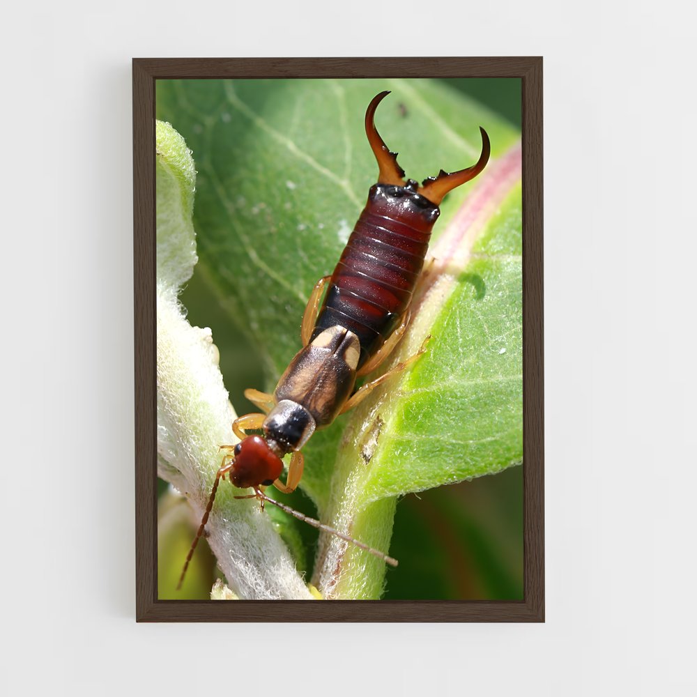 ap-earwig-3 cadre Bois foncé