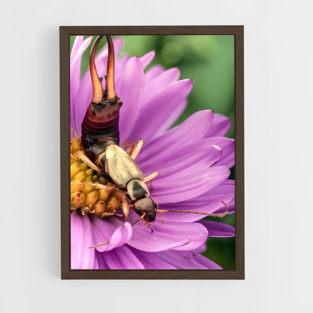 ap-earwig-4 cadre Bois foncé