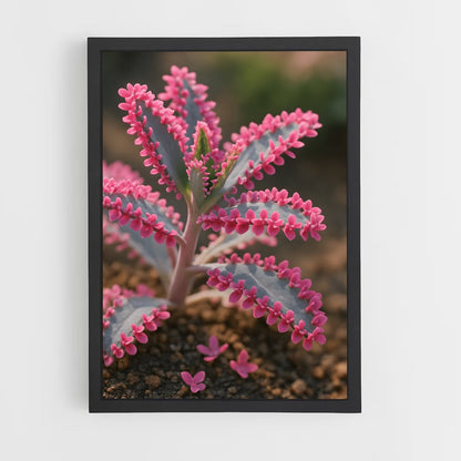 ap-echeveria-1 cadre Noir