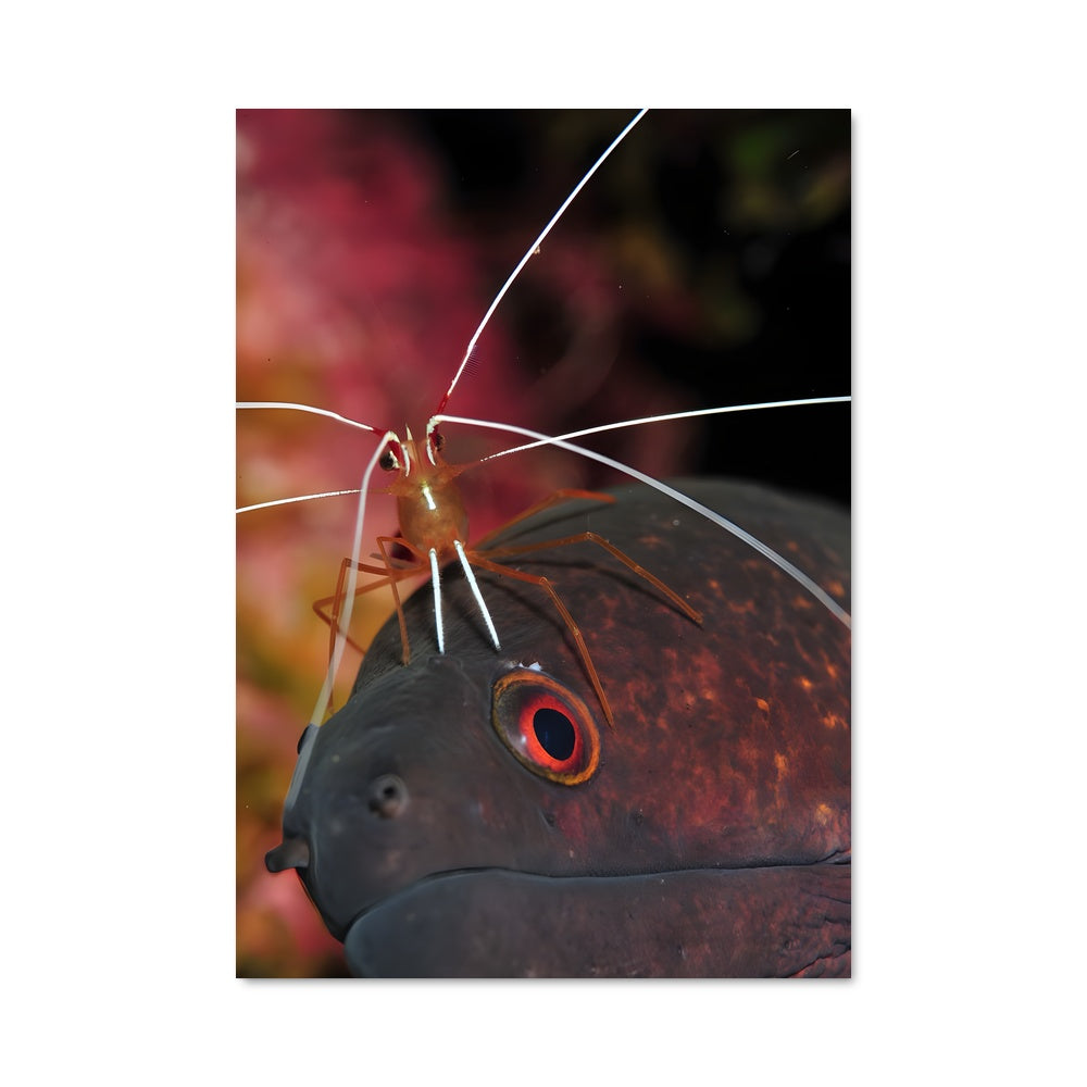 Poster L'Anguille Mystique