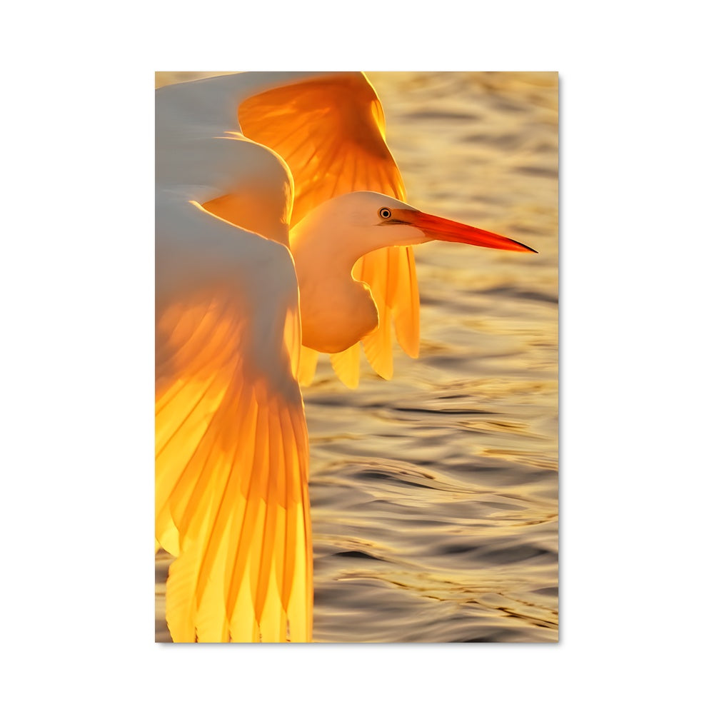 Poster Évasion Ailée