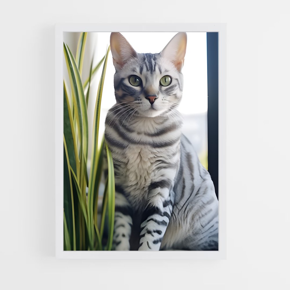 ap-egyptian mau-5 cadre Blanc