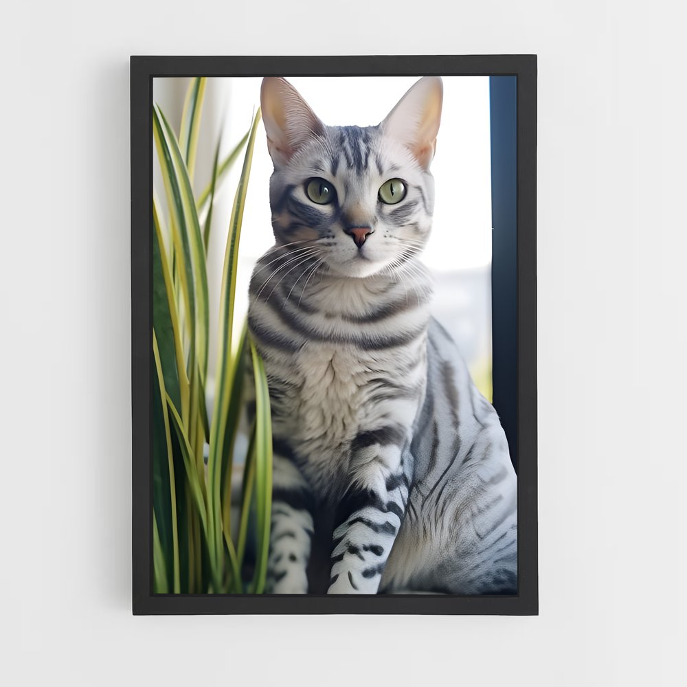ap-egyptian mau-5 cadre Noir