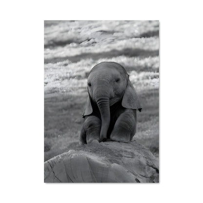 Poster Petit Éléphant sur Rocher