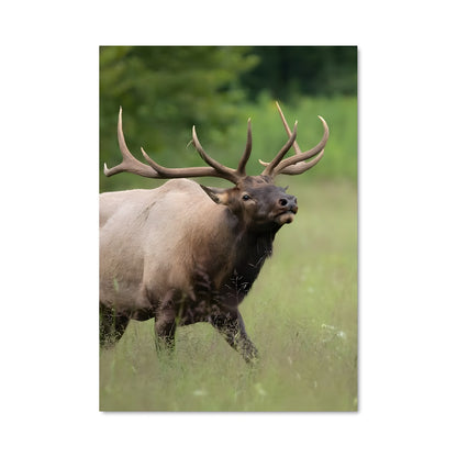 Poster Le Taureau Sauvage