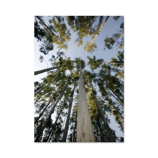 Poster Eucalyptus Enchanté