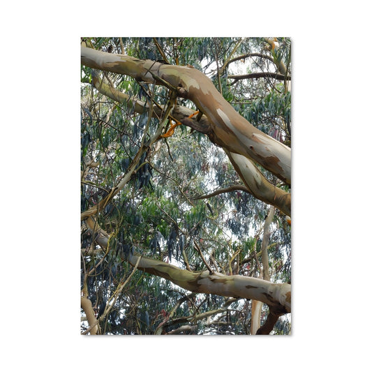 Poster Eucalyptus Majestueux