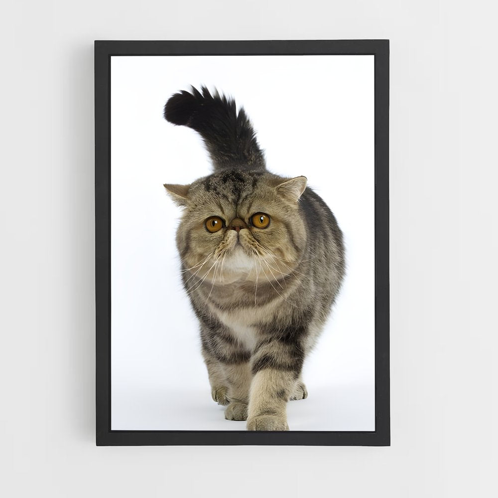 ap-exotic shorthair-2 cadre Noir