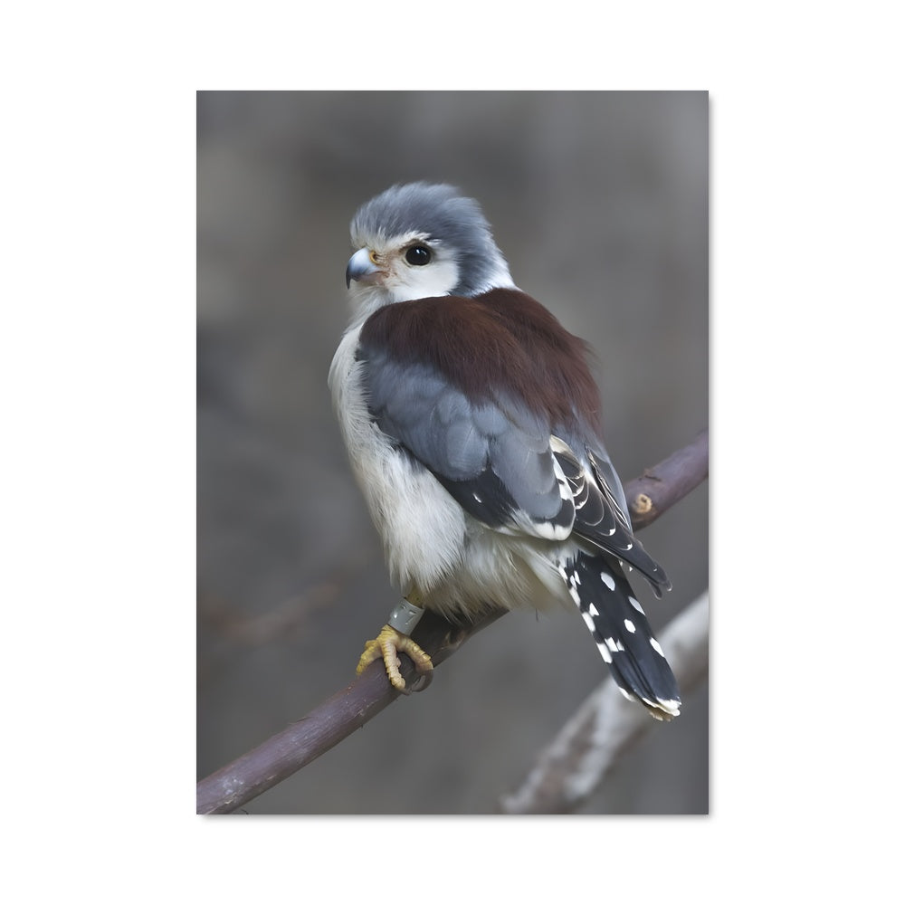 Poster Le Faucon Écarlate