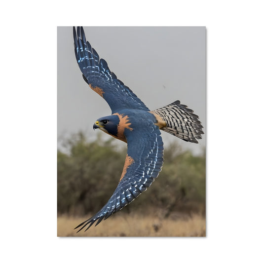 Poster L'Envol du Faucon