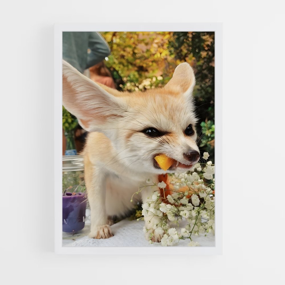 ap-fennec fox-3 cadre Blanc