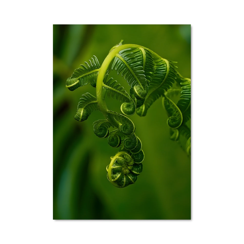 Poster Fougères Mystiques