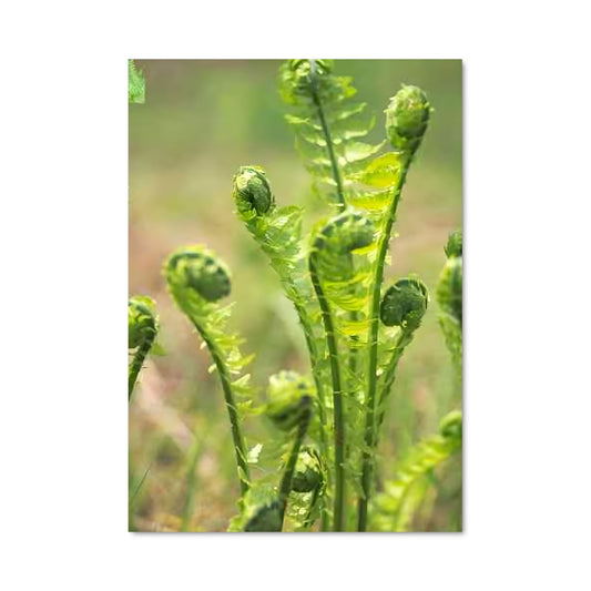 Poster Fleur de Fougère