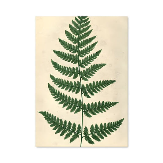 Poster Feuille de Fougère