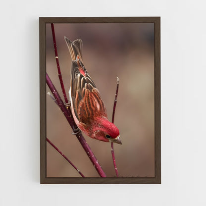 ap-finch-2 cadre Bois foncé