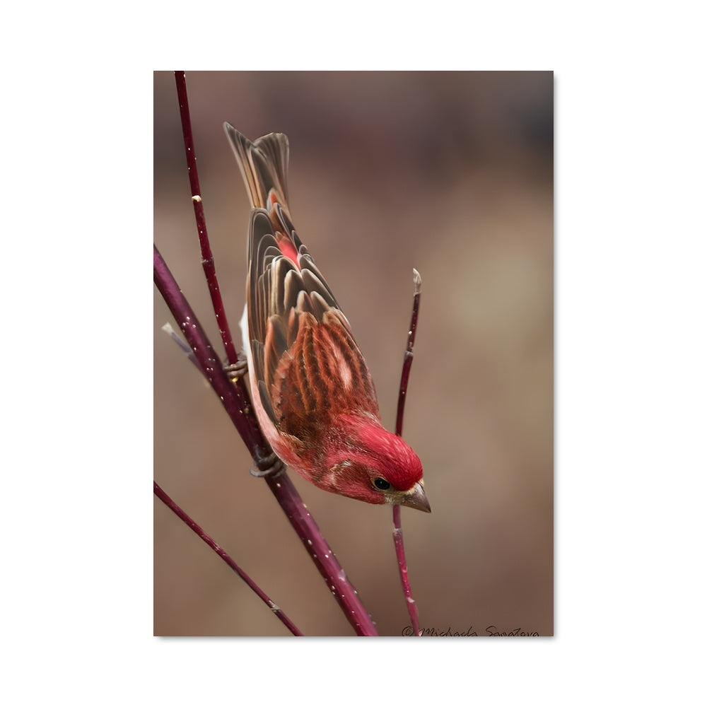 Poster Chant de Mésange