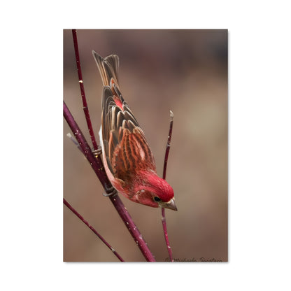 Poster Chant de Mésange