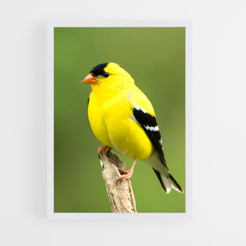 ap-finch-4 cadre Blanc