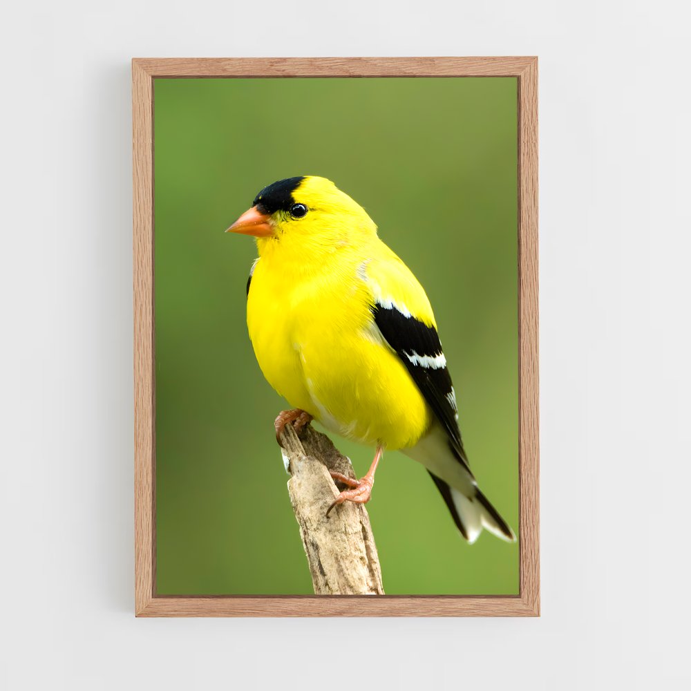 ap-finch-4 cadre Bois clair