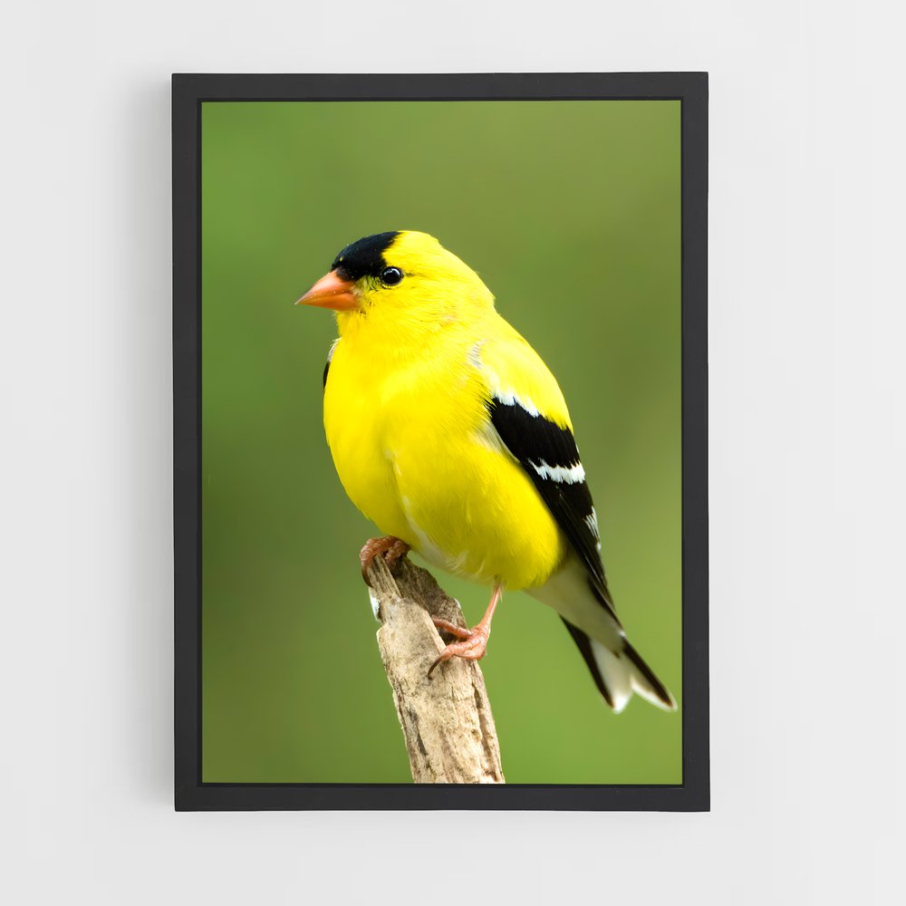 ap-finch-4 cadre Noir