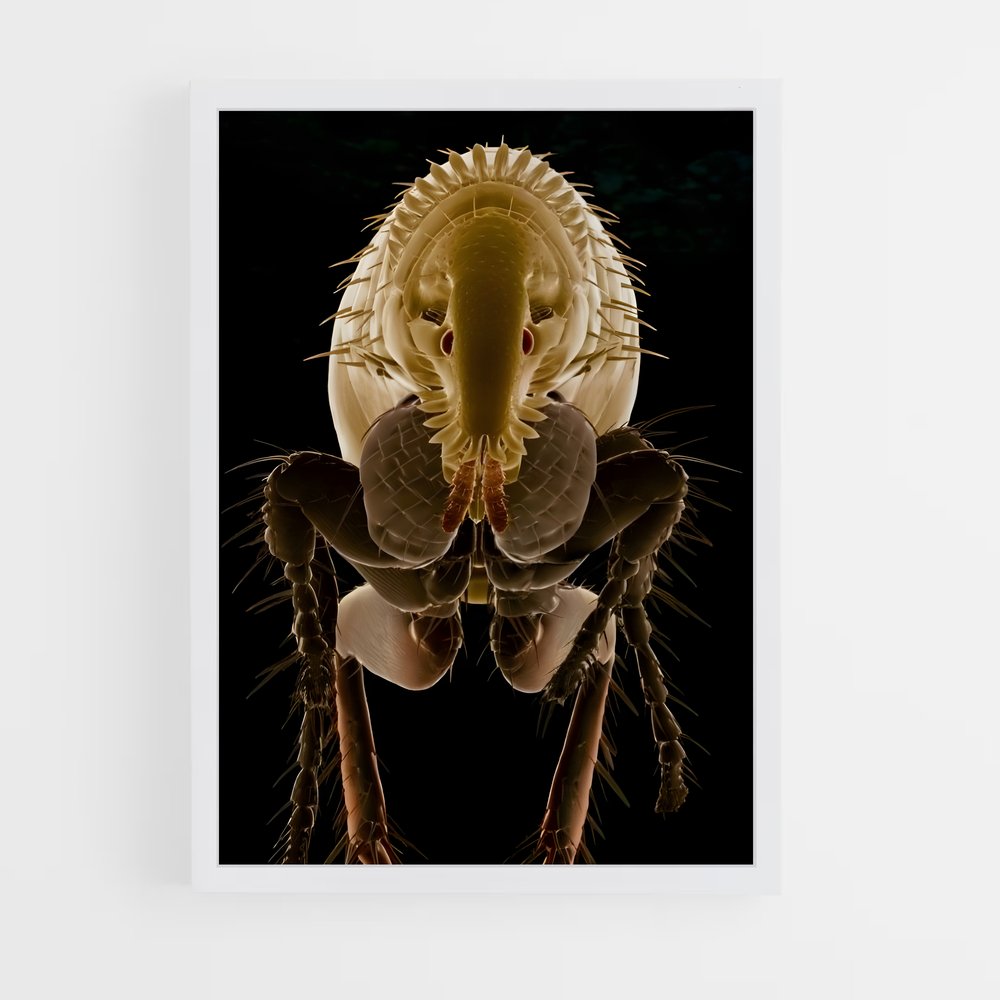 ap-flea-7 cadre Blanc