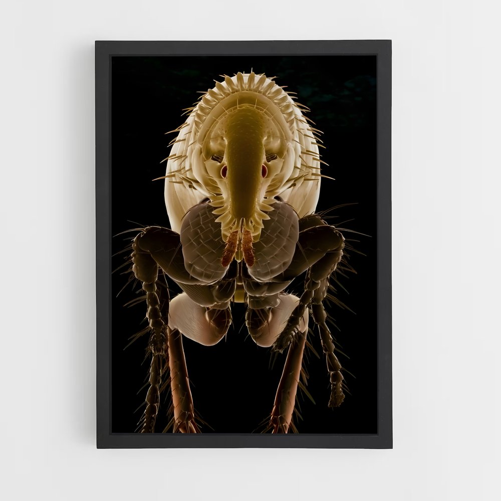 ap-flea-7 cadre Noir