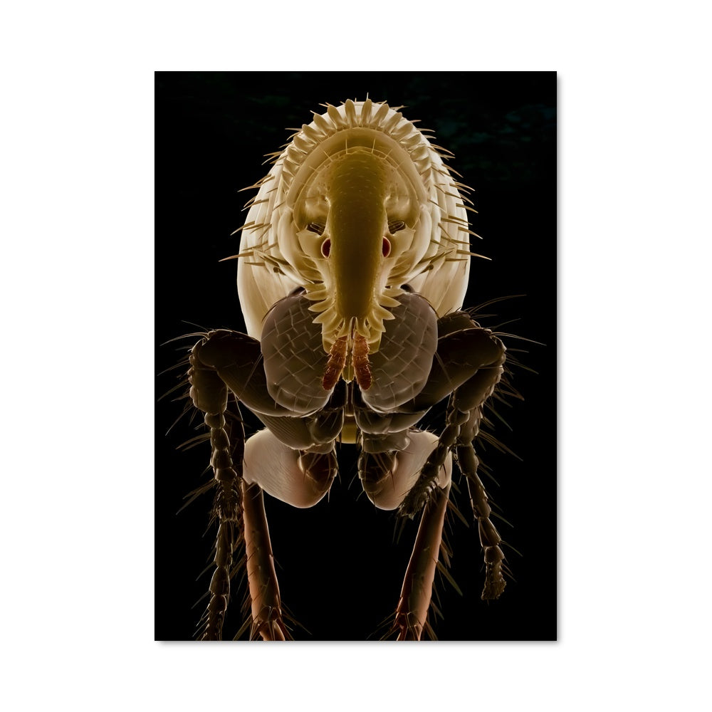 Poster Le Festin des Puces