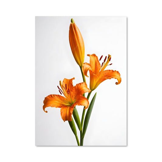 Poster Lys Éclatant