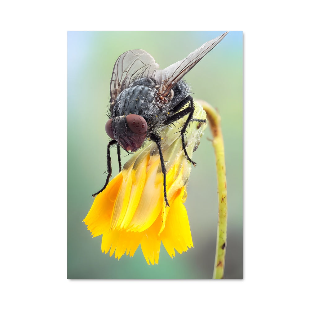 Poster La Belle Pollinisatrice