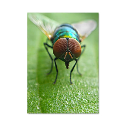 Poster Mouche Émeraude